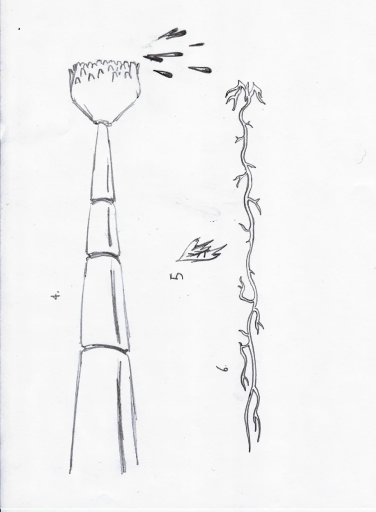 Opening concept drawing 2.